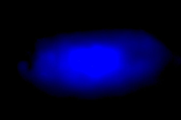 <pre>Исследователи Калифорнийского университета в Беркли разрабатывают синий светоизлучающий светодиод с перовскитом
