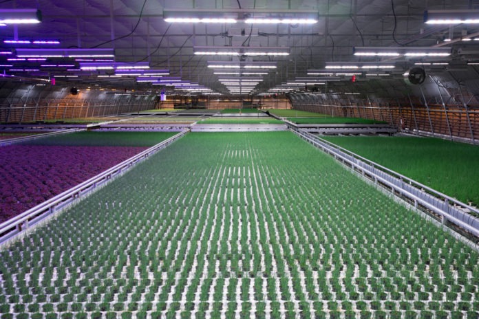<pre>Fluence by Osram укрепляет решения в области светодиодного освещения в садоводстве для европейского рынка
