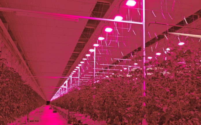 <pre>Plessey завершит монтаж светодиодов для томатной фермы в Бельгии

