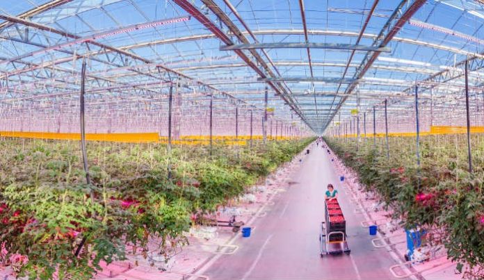 <pre>Signify помогает Agro-Inwest расширить проект светодиодного освещения для садоводства
